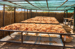 Gum Drying