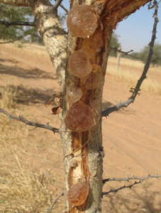 Gum Tapping