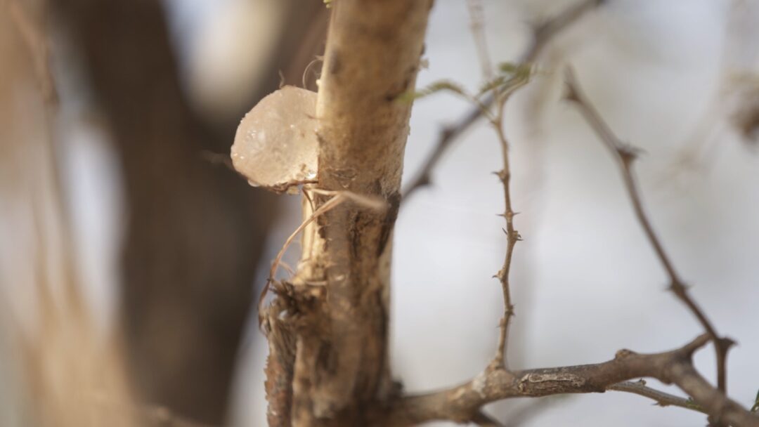 The Gum Acacia Journey