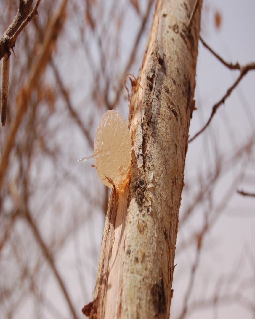 Gum nodules on an Acacia senegal tree