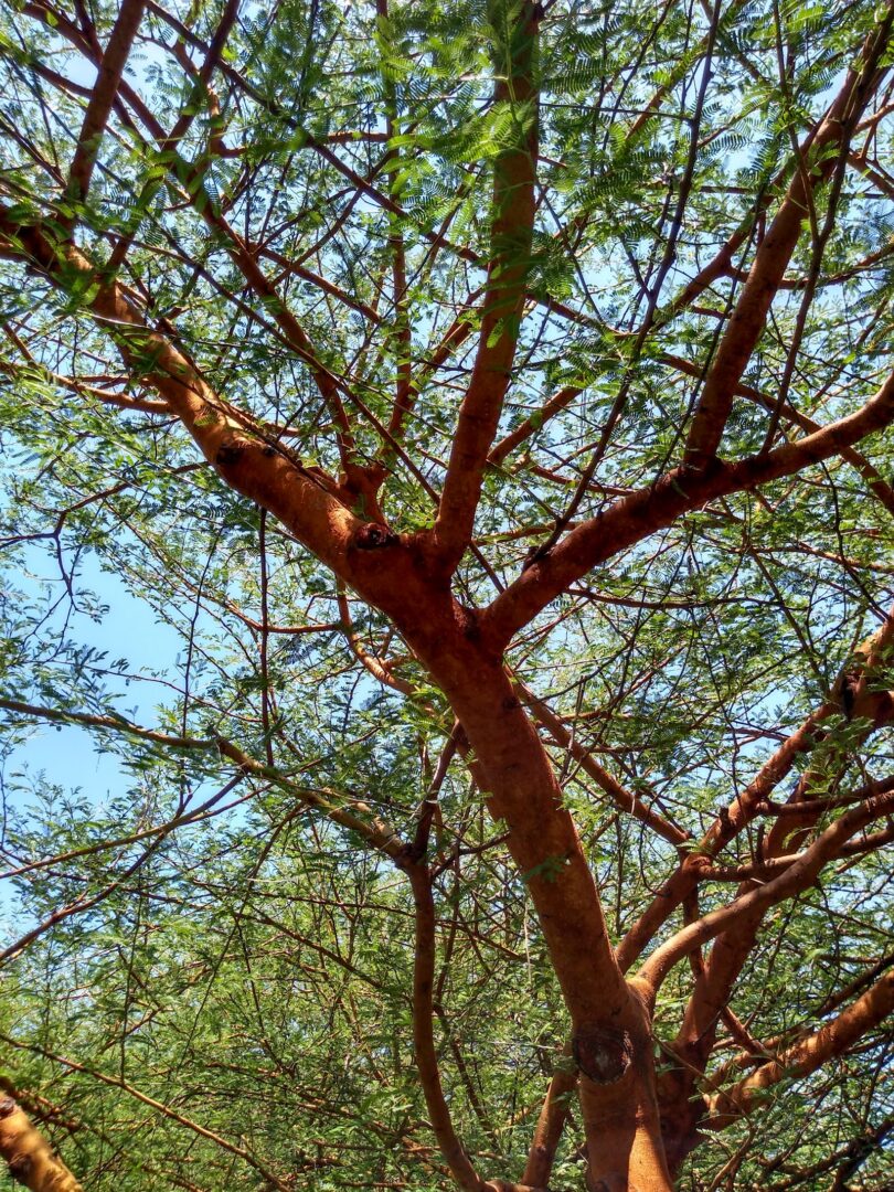 Acacia seyal tree canopy
