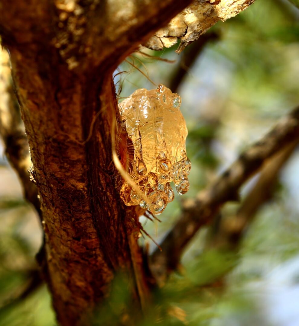 Gum acacia on an Acacia senegal tree
