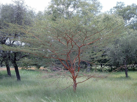 Acacia seyal tree